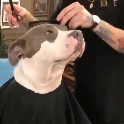 This Pitbull is getting a hair cut!