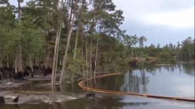 A sinkhole swallows trees in a Louisiana swamp following the collapse of a deep saltmine roof