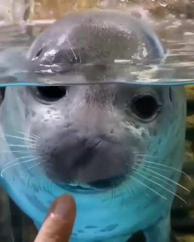 Seal does a stare