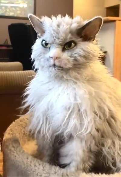 If Oscar the grouch was a cat.