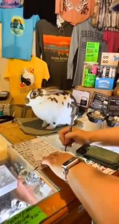 Rabbit enjoys helping out shop owner