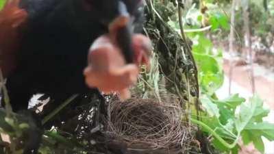 Cuckoo swallows a baby bird alive