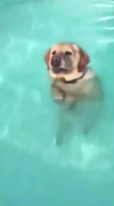 here’s a doggo realizing he can stand in the pool