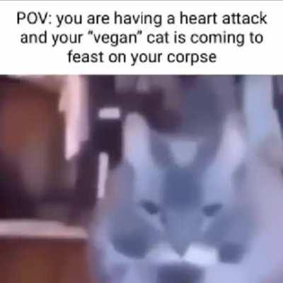 pov you are having a heart attack and your vegan cat is coming to feast on you corpse