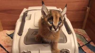 Baby Caracal screams for food