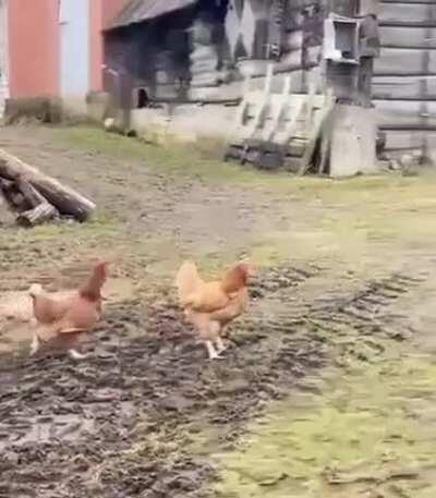 chicken solidarity