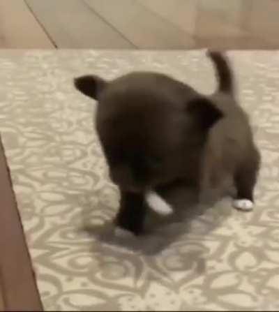 Smallest tippy taps