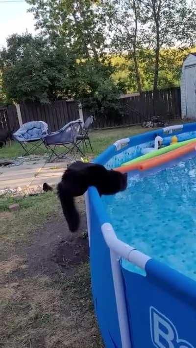 Aria the cat is so focused on the floaties, she gets startled by her hooman.