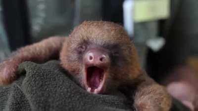 Baby sloth yawn