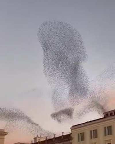 🔥 Starlings are the only birds to flock in murmuration 