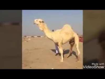 free_camel_secks_2013 link in desc halal camel sadi arab approved👍👍👍👍😎😎😎sudanese man ownedالجنس الهجن مجاناالجنس الهجن مجانا