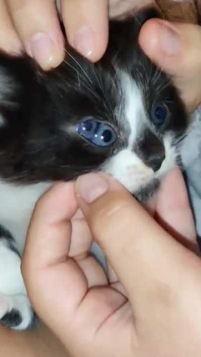 three eyes kitten