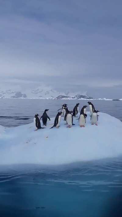 Let's move on to this Saturday's highlights: Ukrainian polar explorers captured footage of penguins rocking on a small iceberg.
