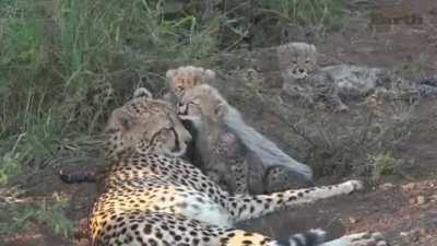 Cheetah And Cubs Grooming Each Other