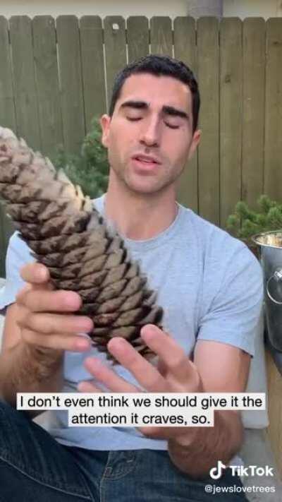 Casual pine cone review