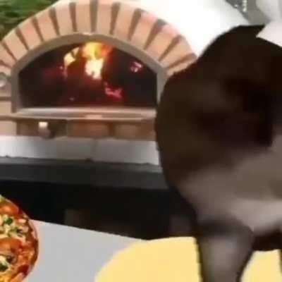 gato pizza