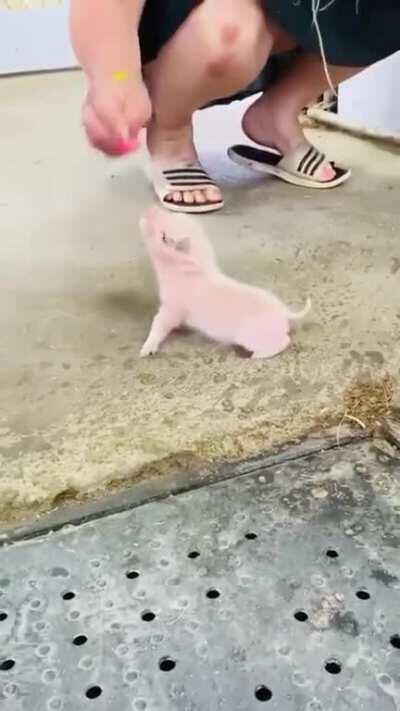 Hungry piglet