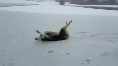 Does Rolling in the Snow count as Zoomies