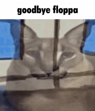 Floppa dissapear :(