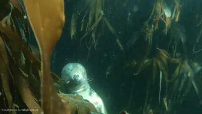 Seal sleeping underwater in kelp forest