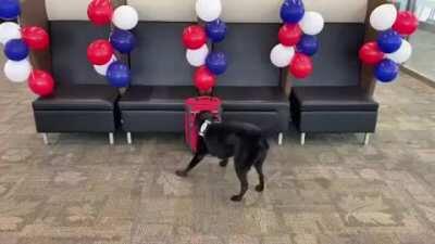 Explosive Detection K9's Reward After His Final Bag Search Before Retirement