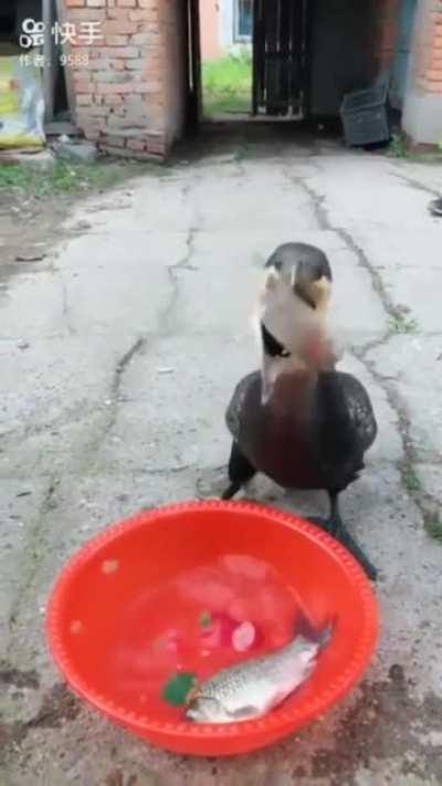 This bird swallows 4 whole fish in less than 15 seconds