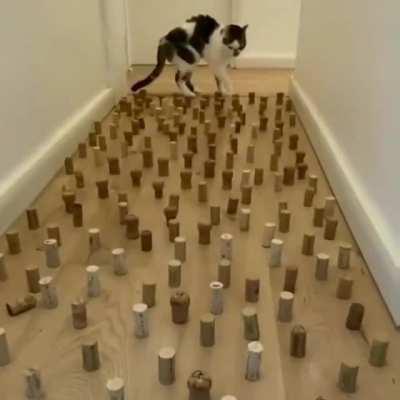 Cat doing an obstacle course like it's nothing