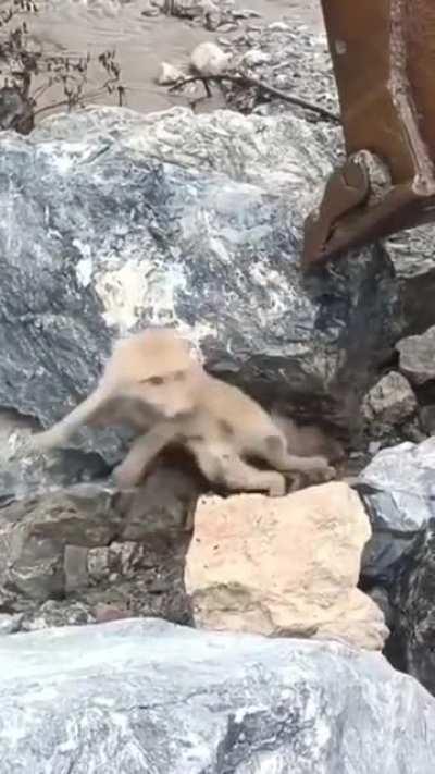 Helping a fox with tail caught under a rock