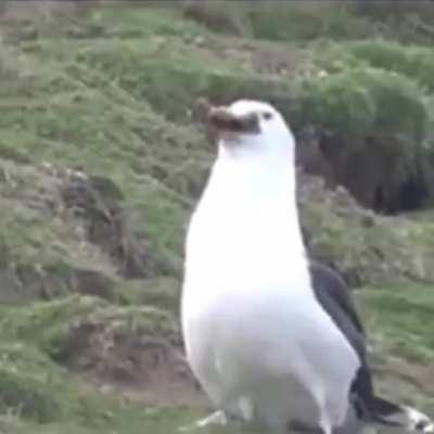 Just a seagull casually eating an entire rabbit...