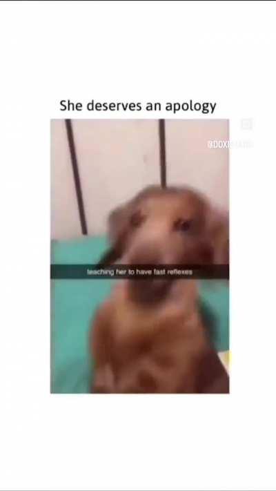 apologize to the doggo 😡