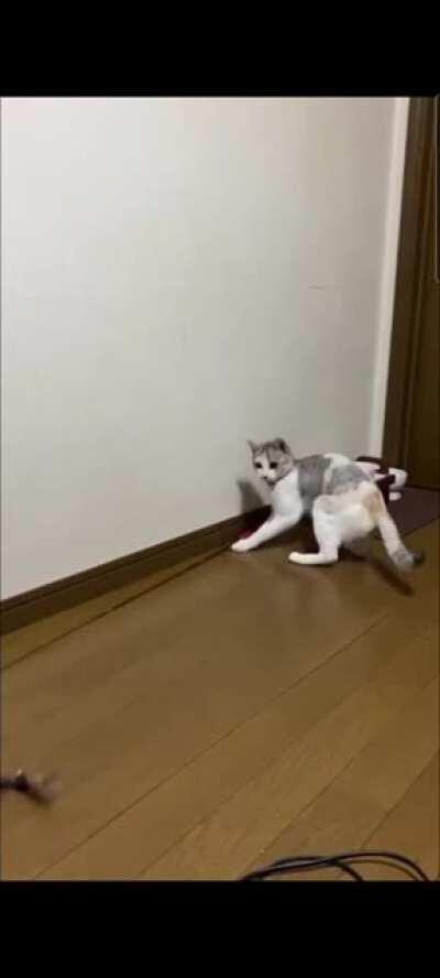 Here's a cat playing with herself