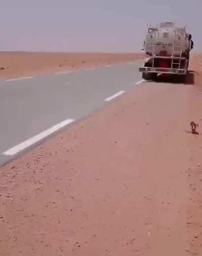 Truck driver provides water to thirsty camel in the middle of desert.