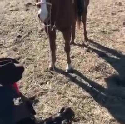 Cowboy has a Horse bodyguard.