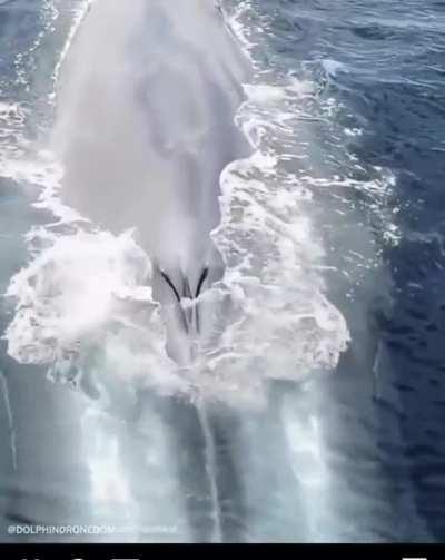 Spectacular drone Footage of Whale 🐋