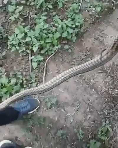 Man vs Snake