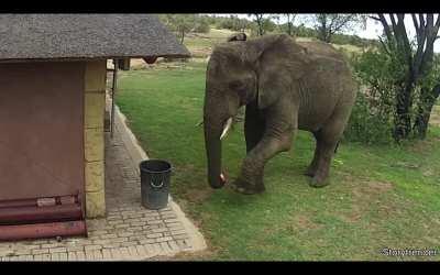 This elephant was kind enough to put the trash in the bin