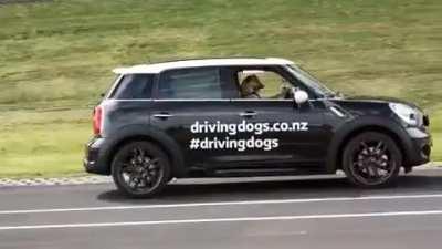 This animal shelter teaches their goodest boys to drive actual cars.