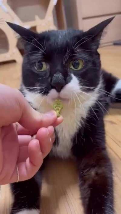 Cat with an unexpected way of eating