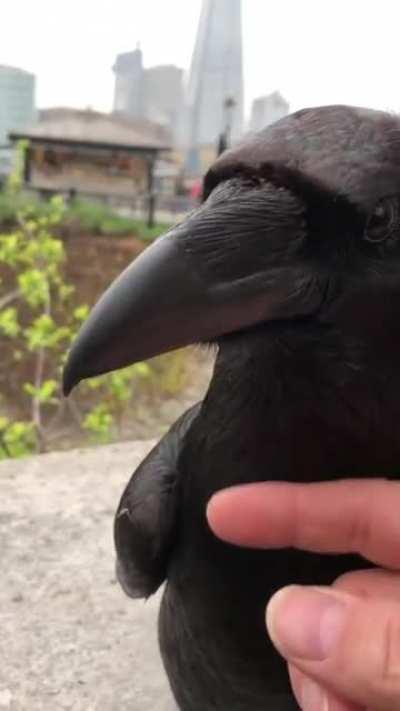 Guy befriends a park raven