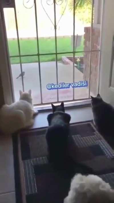 Dog scared the shit outta those cats