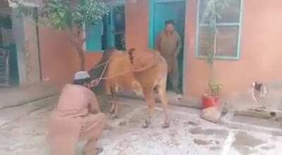 WCGW when you try to control a MMA cow