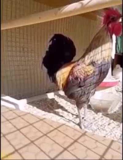 When the rooster tried to mimic the siren, this is what happened !!!