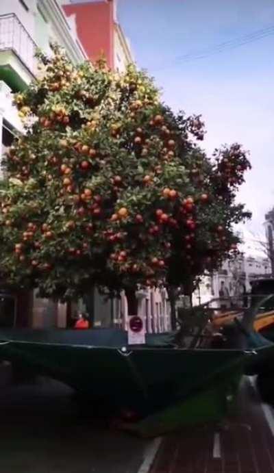 Annual orange tree shake in Valencia