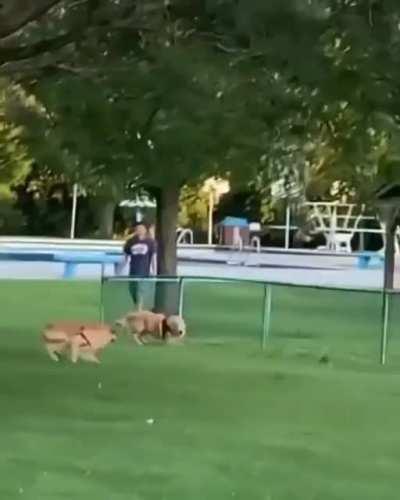 This is so wholesome zoomies