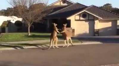 Kangaroo street fight