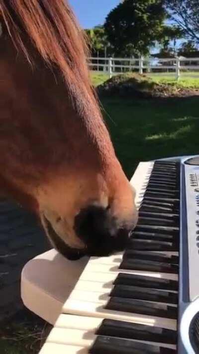 A horse playing the piano!