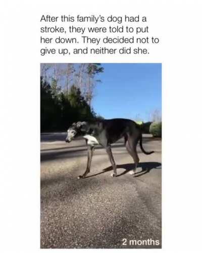 This owner did not give up on their dog after it had stroke. What a champion!