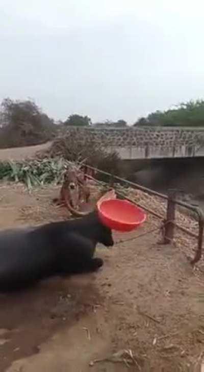 Buffalo spinning a bucket to impress cow