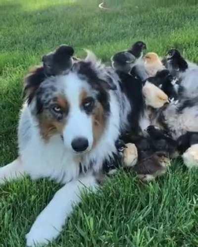 Handsome boy is a chick magnet