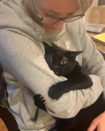 Cat requires a hug